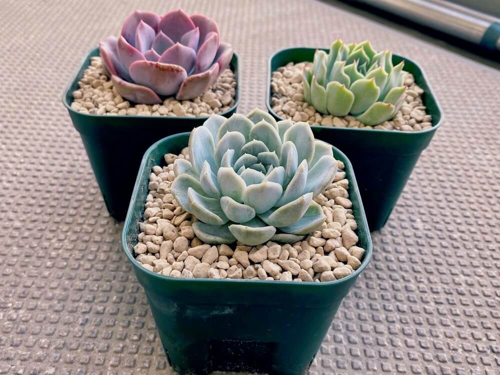 日向土　培養土　用土　土