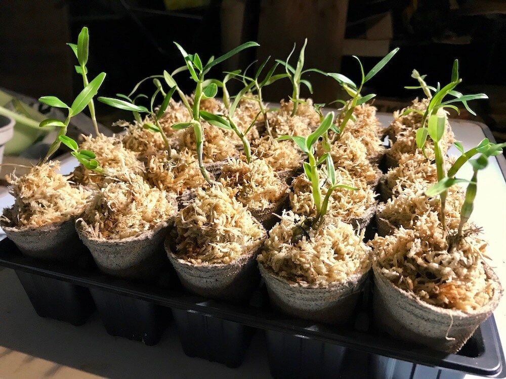 ピートモス　培養土　用土　土