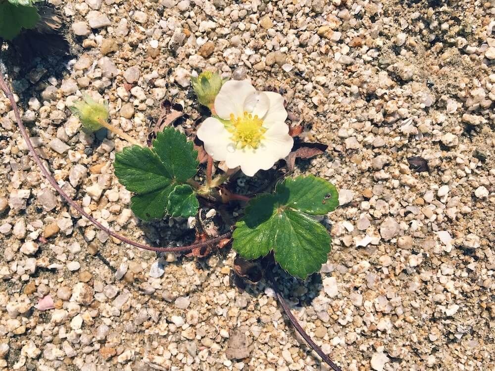 真砂土　培養土　用土　土