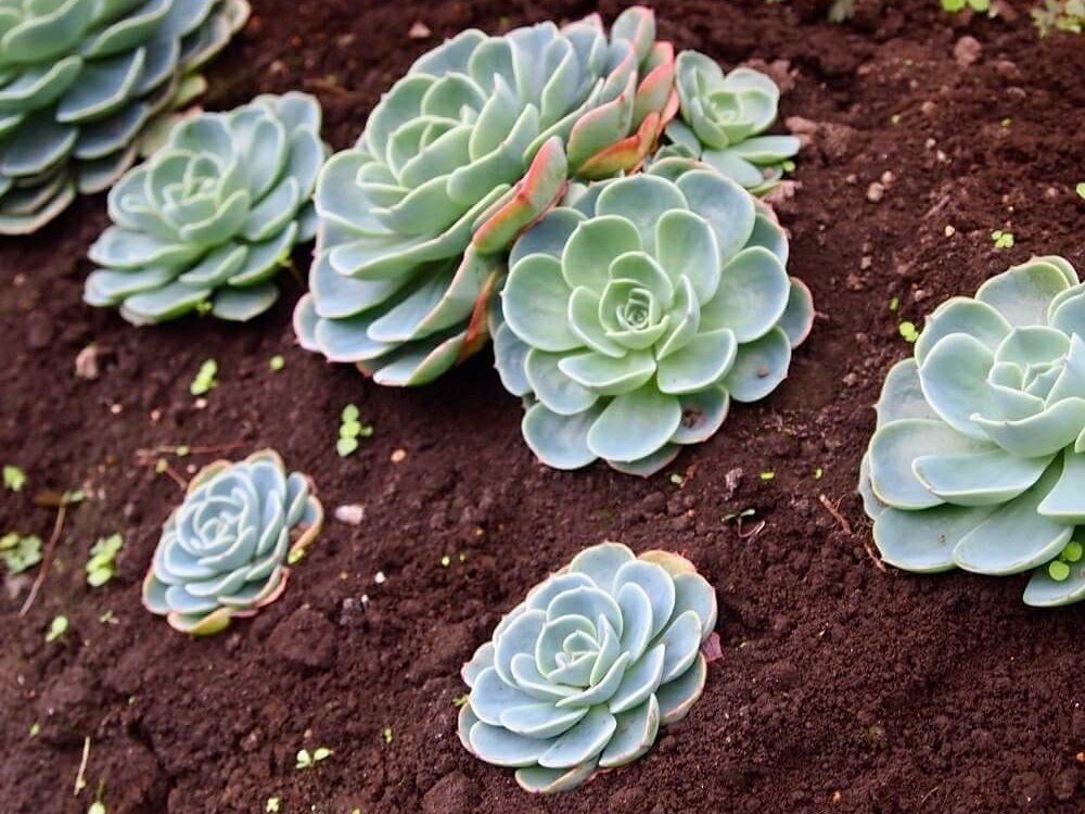 黒土　培養土　用土　土