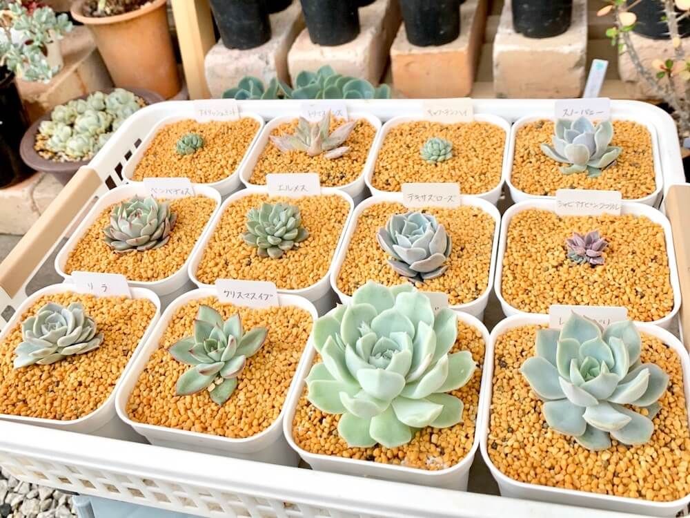 鹿沼土　培養土　用土　土