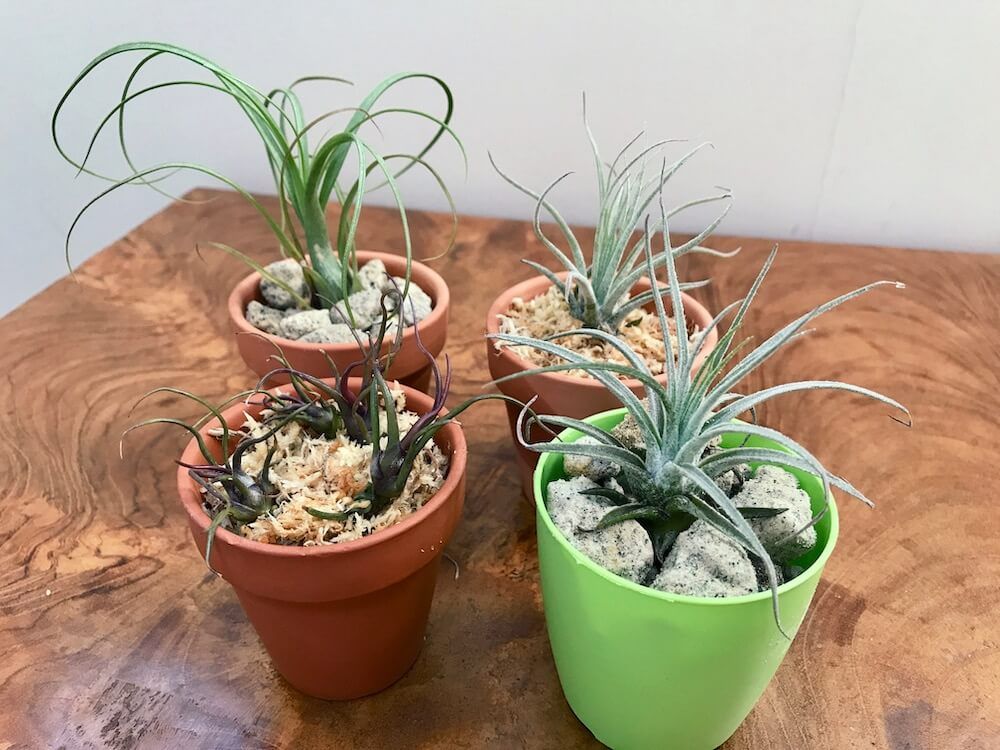 軽石　培養土　用土　土