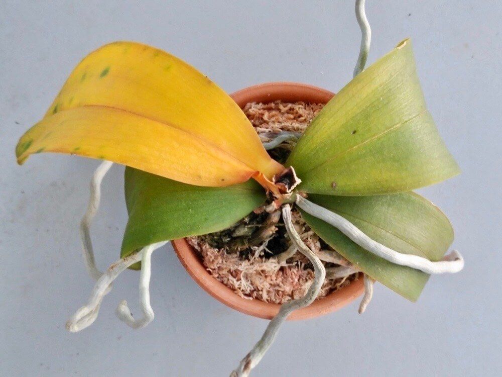 多肉植物　枯れる　枯れた　しおれた　根腐れ　肥料過多　黄変