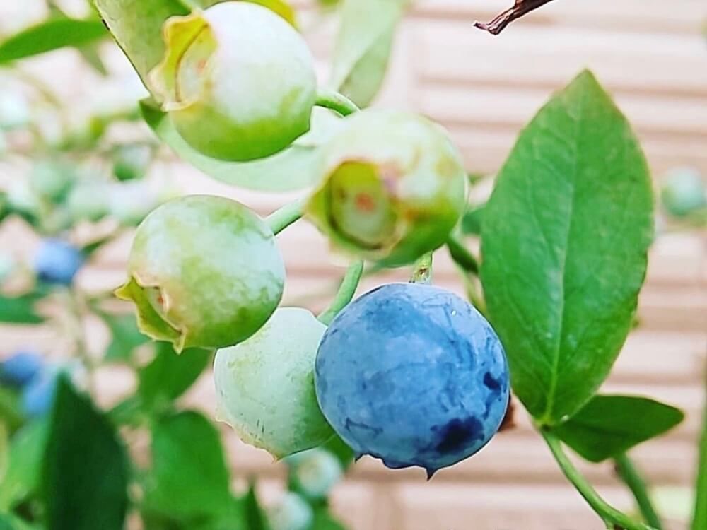 ブルーベリー　紫色の実　緑色の実