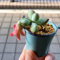 市販の培養土で植え替えたら枯れた！5つの原因と対策とは？の画像