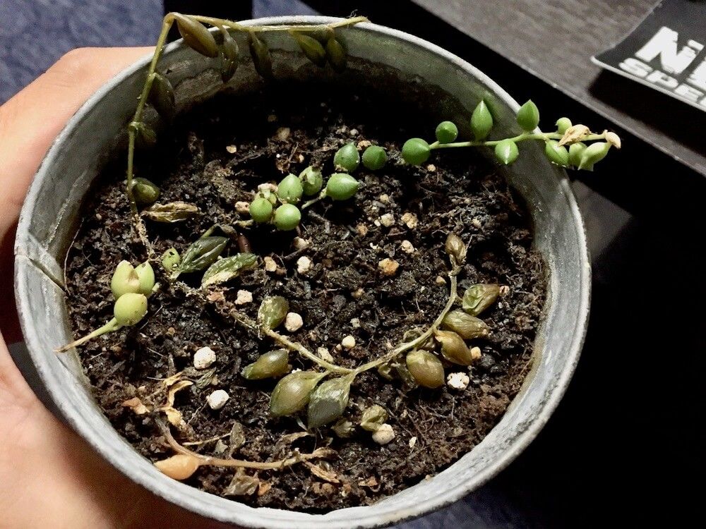 多肉植物　枯れる　枯れた　しおれた　根腐れ