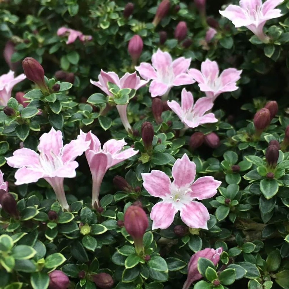 ピンクミスティック