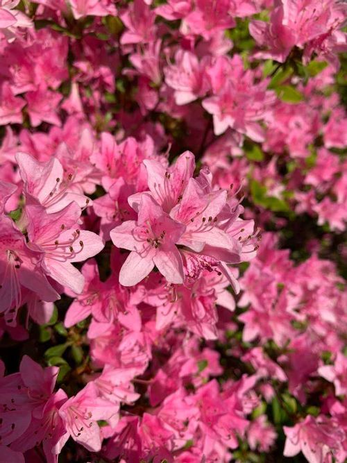 クルメツツジの花言葉 種類や花の特徴 室内で育てられる Greensnap グリーンスナップ