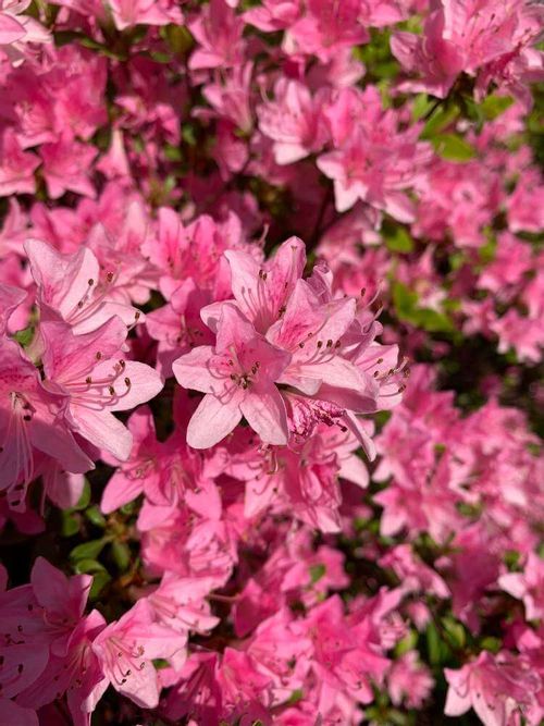 クルメツツジの花言葉 種類や花の特徴 室内で育てられる Greensnap グリーンスナップ クルメツツジの花言葉 種類や花の特徴 室内で育てられる Greensnap グリーンスナップ