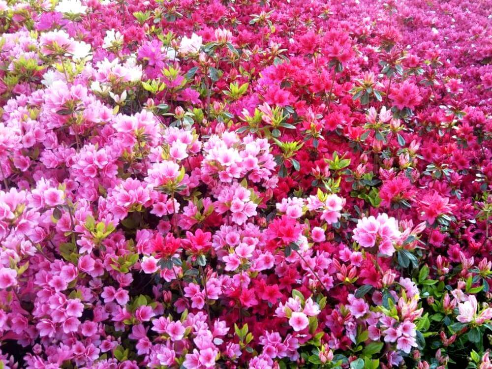 写真付 サツキとツツジの違い 花や葉 開花時期 おしべの数での見分け方は Greensnap グリーンスナップ