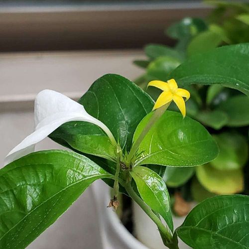 コンロンカの花言葉 名前の由来や花の特徴は Greensnap グリーンスナップ