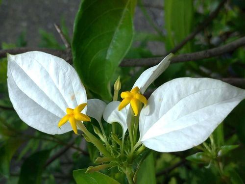 コンロンカの花言葉 名前の由来や花の特徴は Greensnap グリーンスナップ
