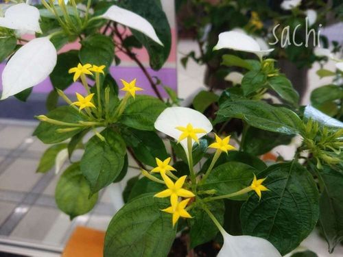 コンロンカの花言葉 名前の由来や花の特徴は Greensnap グリーンスナップ