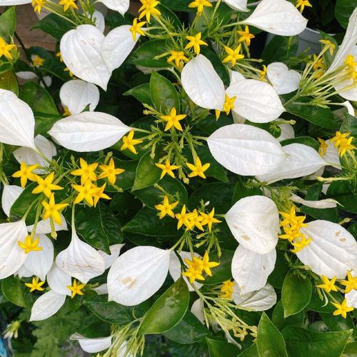 コンロンカの花言葉 名前の由来や花の特徴は Greensnap グリーンスナップ