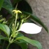 コンロンカの花言葉｜名前の由来や花の特徴は？の画像