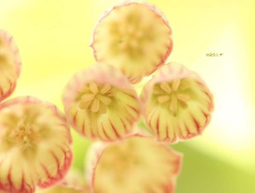 サラサドウダンの花言葉 花や実の特徴 詳しい意味は Greensnap グリーンスナップ