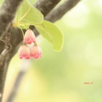 サラサドウダンの花言葉｜花や実の特徴、詳しい意味は？の画像