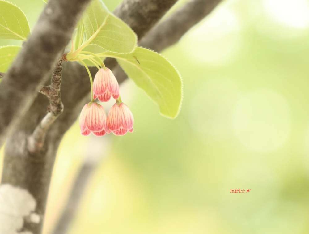 サラサドウダンの花言葉 花や実の特徴 詳しい意味は Greensnap グリーンスナップ