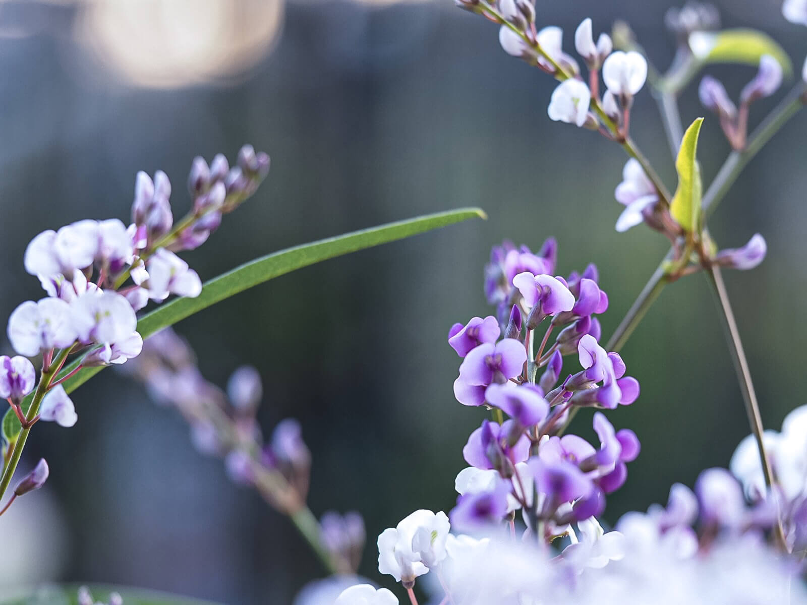 ハーデンベルギアの花言葉｜種類や由来、つるの管理が大切 
