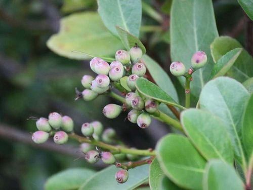 シャリンバイの花言葉 実や花の特徴 種類はどのくらい Greensnap グリーンスナップ