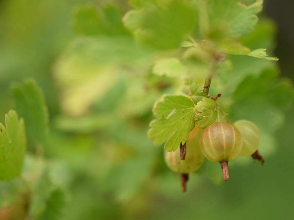 スグリの花言葉 花の特徴や種類 実は食べられる Greensnap グリーンスナップ