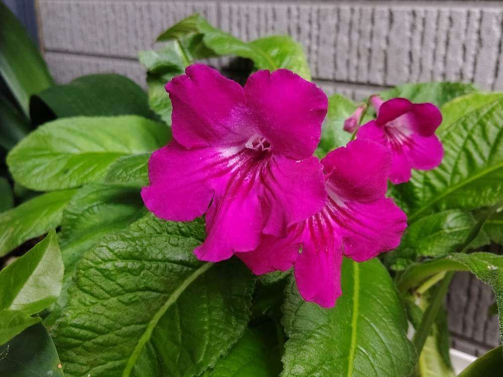 ストレプトカーパス