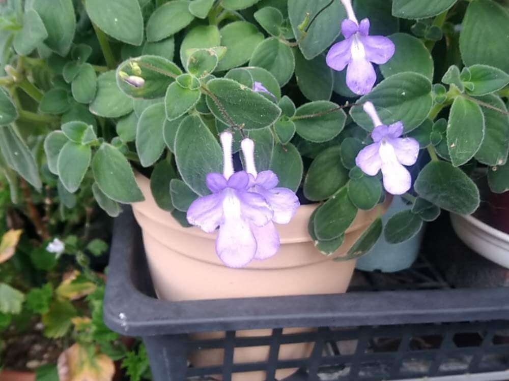 ストレプトカーパス