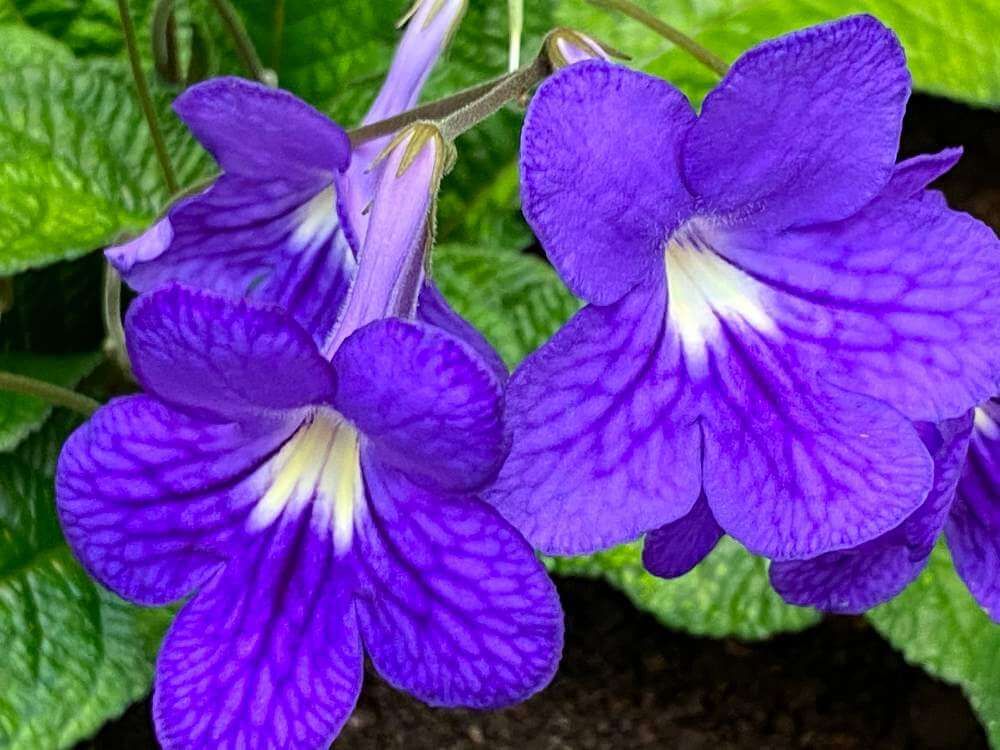 ストレプトカーパス