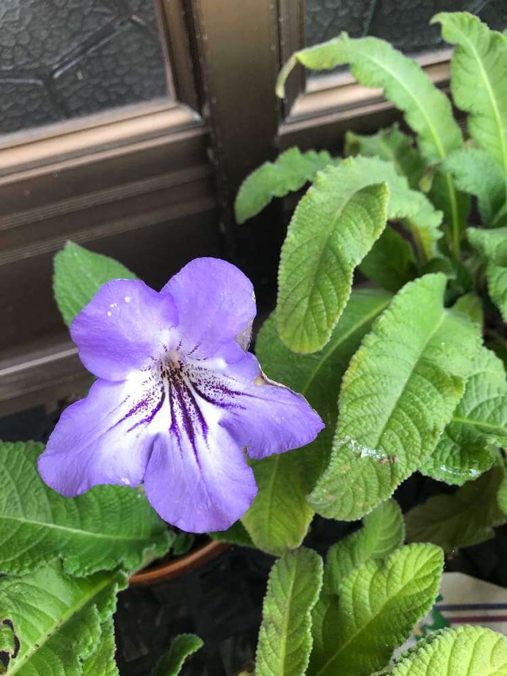 ストレプトカーパス