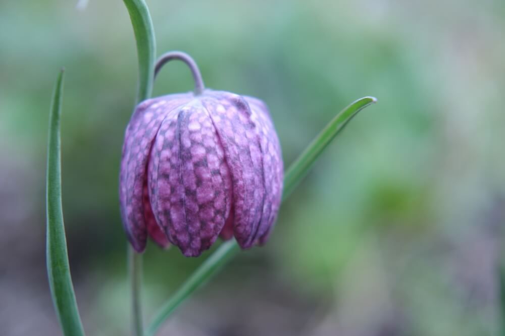 フリチラリア・メレアグリス