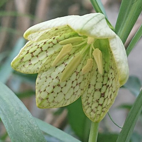 バイモの花言葉 種類や由来 隠れた魅力は Greensnap グリーンスナップ