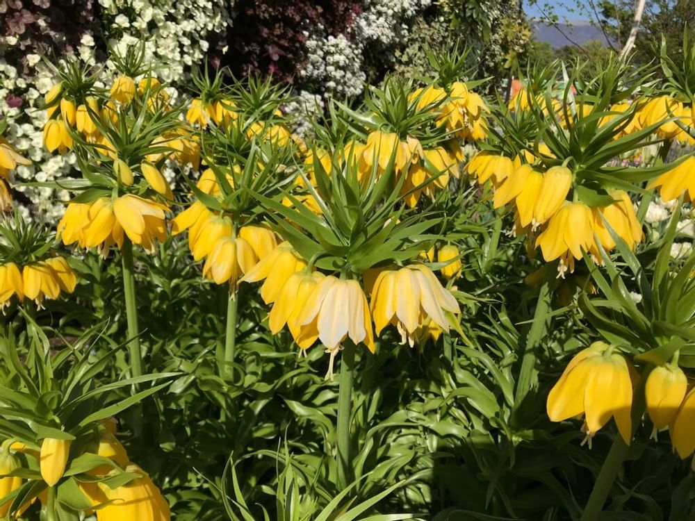 フリチラリア・インペリアリス