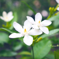 セイロンライティアの花言葉｜名前の由来や花の特徴は？の画像