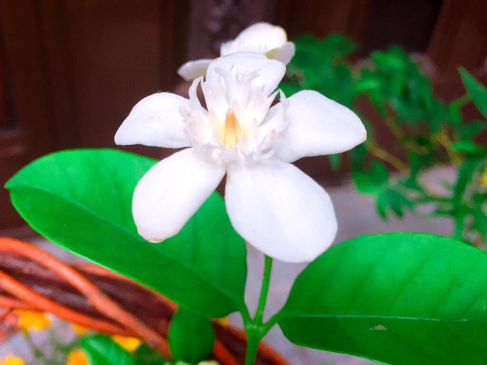 セイロンライティア