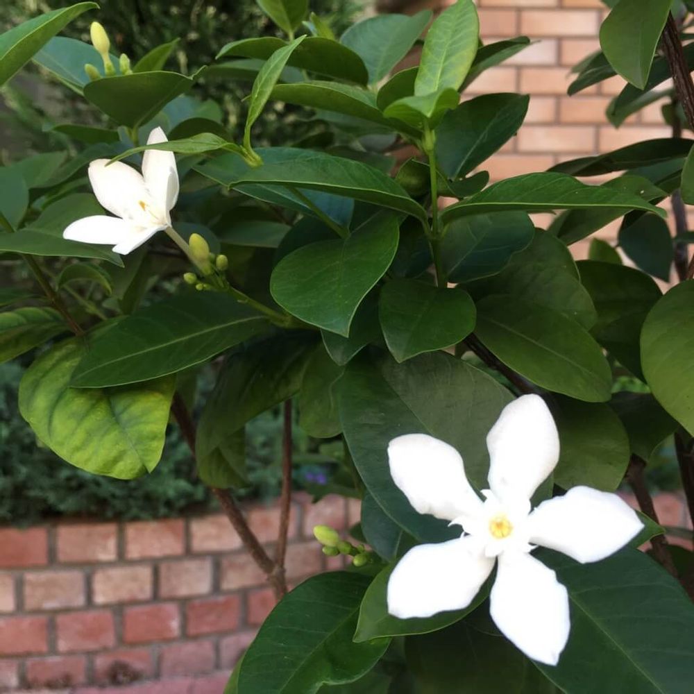 セイロンライティア