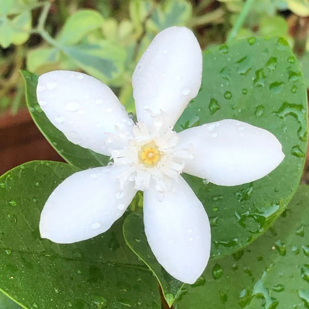 セイロンライティア