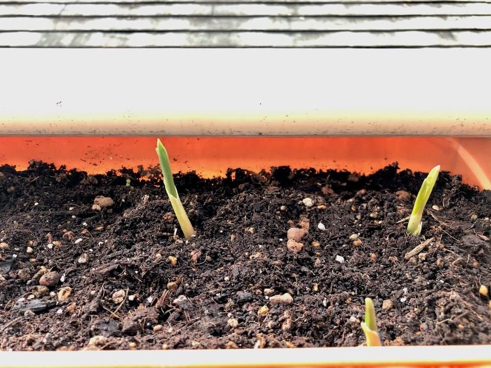 用土　土づくり　消石灰　石灰資材　発芽