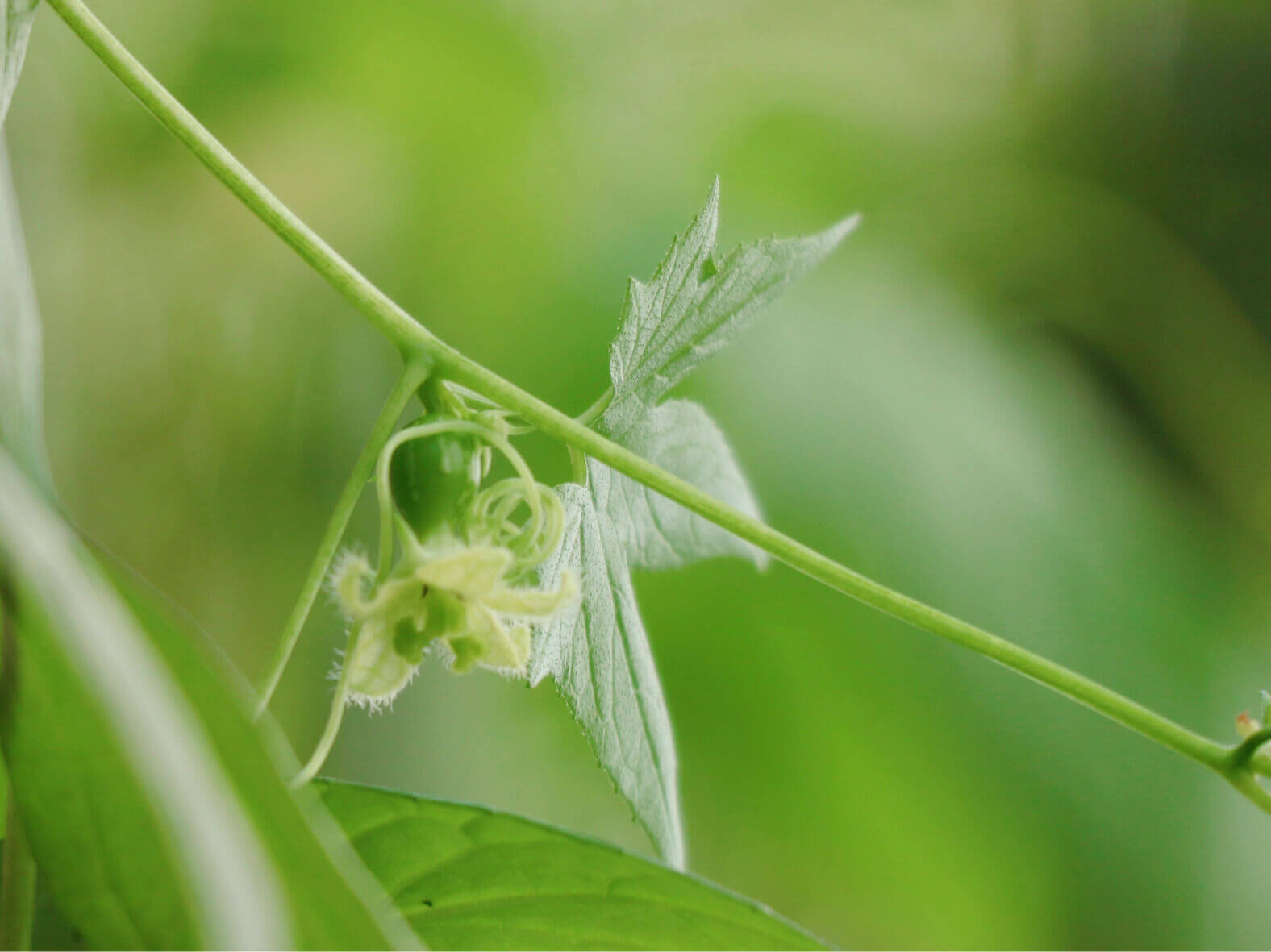 オキナワスズメウリの花言葉 花や実の特徴 種類は Greensnap グリーンスナップ
