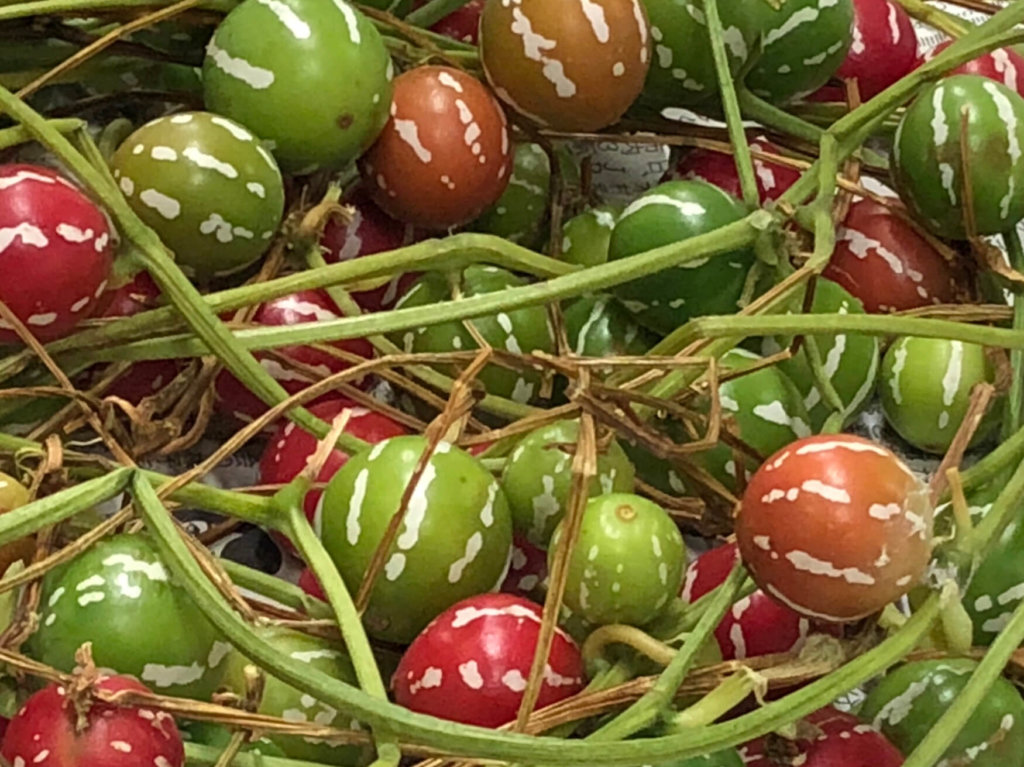 オキナワスズメウリ　赤い実　緑色の実