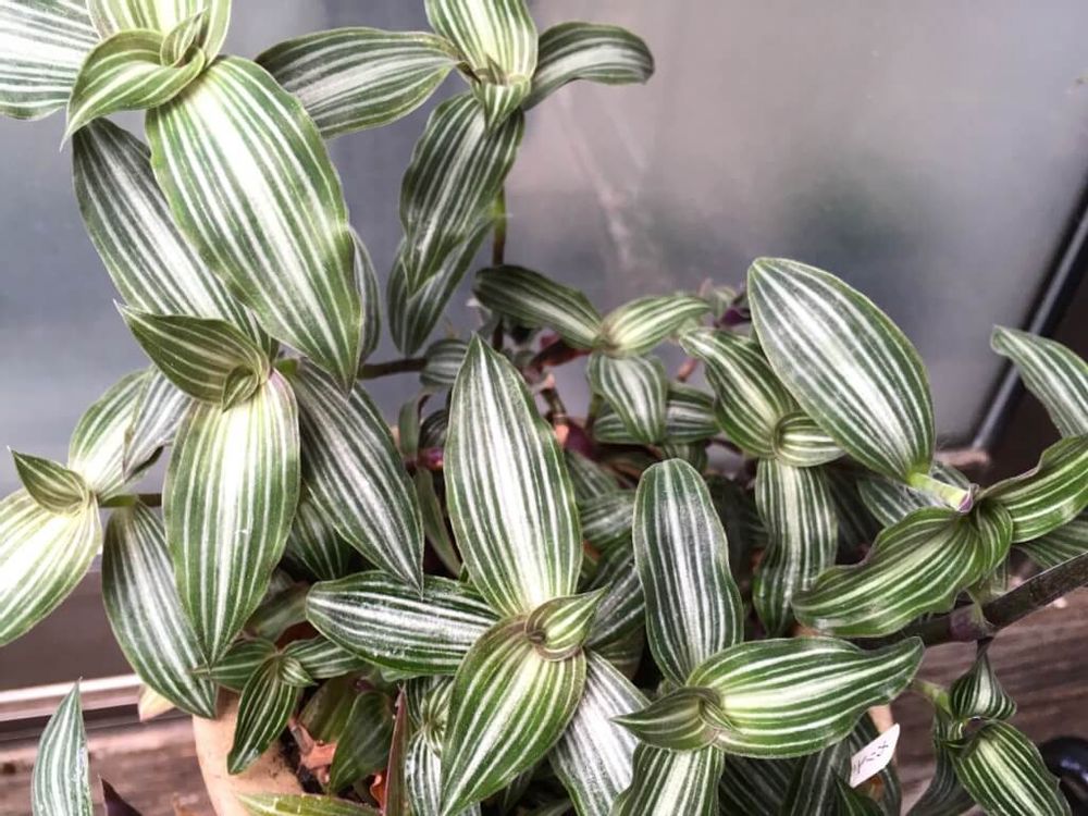 カリシア・エレガンス