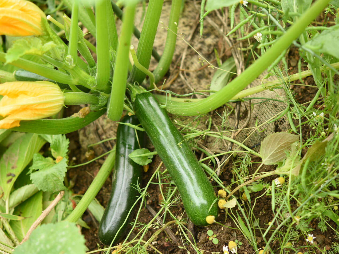 ズッキーニの育て方 支柱立てや受粉の方法 収穫時期は プランター栽培もok Greensnap グリーンスナップ