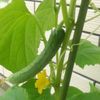 キュウリの花言葉｜花の特徴や意味、種類はある？の画像