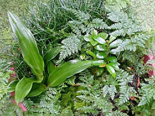 ダバリアの花言葉 種類や品種 葉の楽しみ方は Greensnap グリーンスナップ