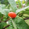 グミの花言葉｜花や実の特徴、季節ごとの種類は？の画像