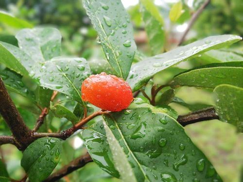 ビックリグミの花言葉 花や実の特長 ジャムの作り方は Greensnap グリーンスナップ