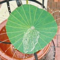 夏の水遊びにみどりをプラス！ハス(蓮)の葉がシャワーになるって知ってた？の画像