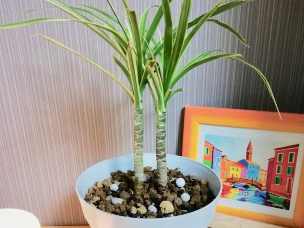 肥料　土作り　土づくり　用土　観葉植物