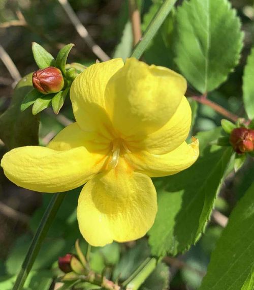 黄梅の花言葉 花の特徴や香り 梅と違うの Greensnap グリーンスナップ