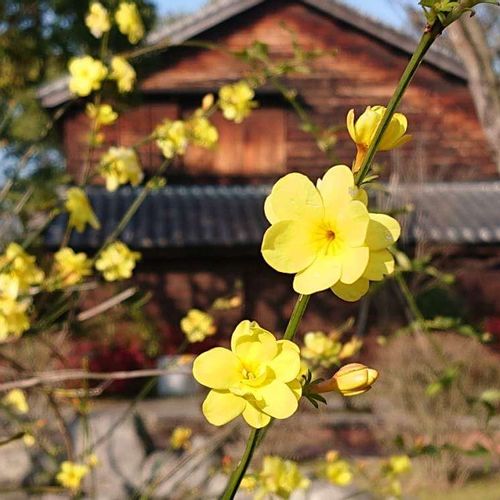 黄梅の花言葉｜花の特徴や香り、梅と違うの？｜?GreenSnap（グリーン 