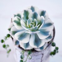 美しい葉柄が魅力！奇跡的な確率で生まれた多肉植物の「斑入り品種」を集めてみた！の画像